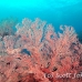 seafan_res_h_0705_png0013.jpg